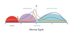 uterine cycle